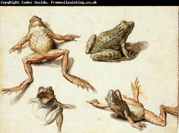 GHEYN, Jacob de II Four Studies of Frogs